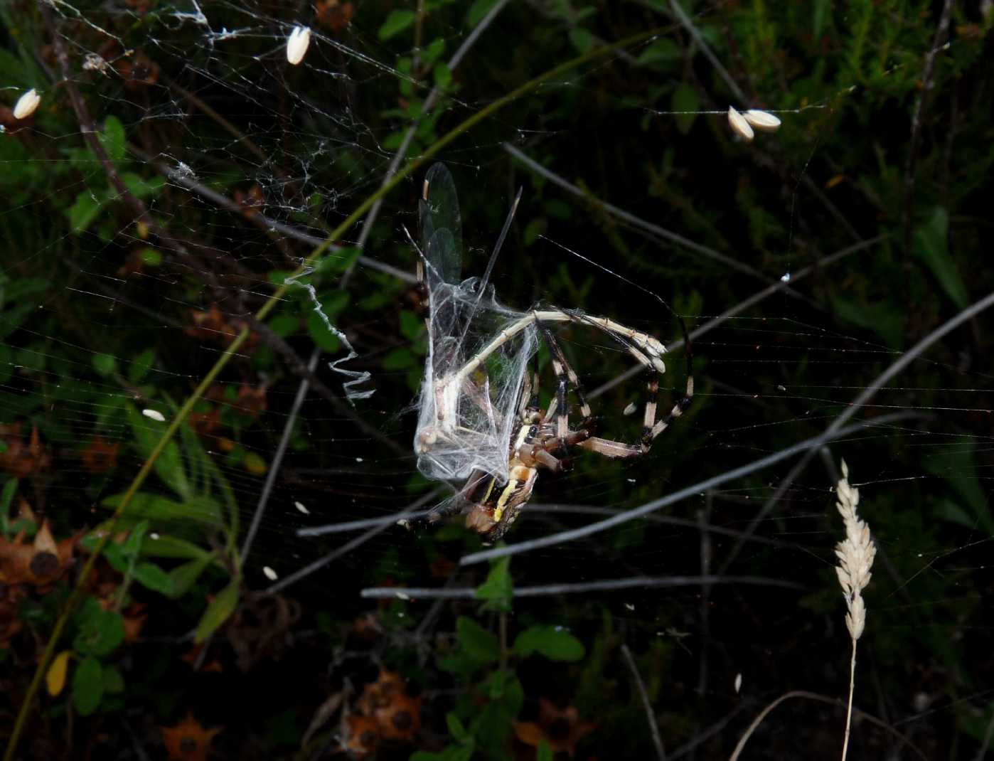 Il paradiso delll''Argiope